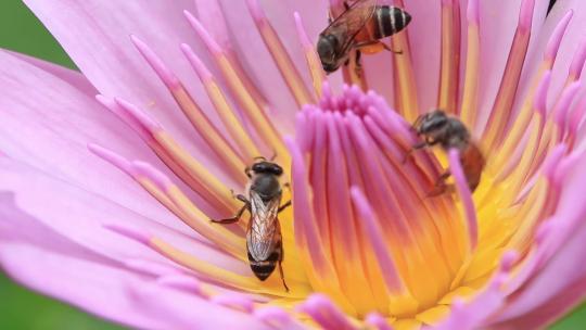 三只勤劳的小蜜蜂在粉色莲花花蕊中采蜜