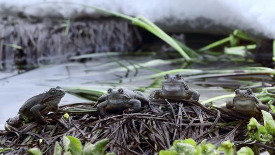 水坑的青蛙林蛙