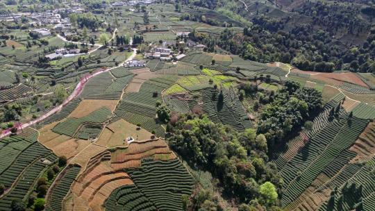 航拍四川雅安蒙顶山牛碾坪茶山