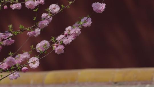 故宫春红墙背景 故宫花开花落