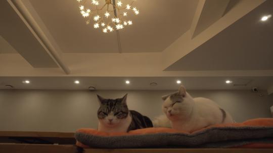 窝里的两猫咪视频素材模板下载