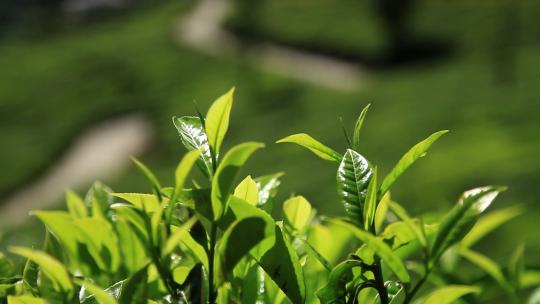 特写阳光照射着的嫩绿色茶叶