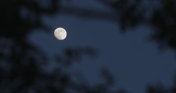树叶间隙中的月亮06