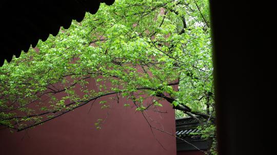 杭州钱王祠春天清明节雨天古建筑自然唯美