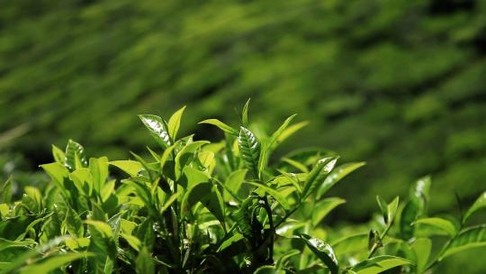 茶园里嫩绿色的茶叶焦点变换