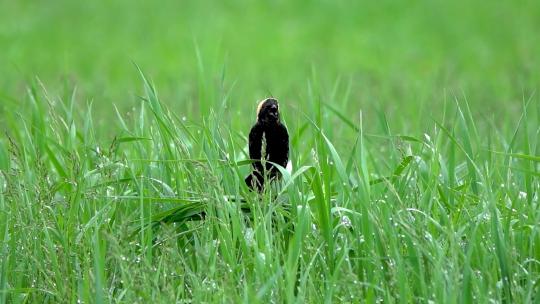清晨鸟鸣青草上的露珠小草露水稻苗晨露