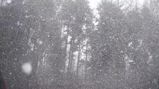 雪花飘落 深林