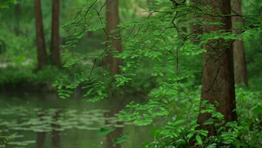 杭州虎跑下雨天雨滴打在绿色树枝叶子和水面