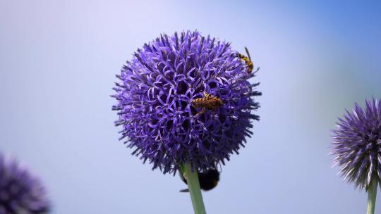 蜜蜂在紫色花球上采蜜