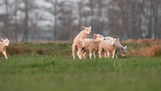 在草地上吃草的羊自然羊