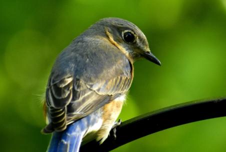 阳光明媚鸟叫鸟鸣动听风声 阳光明媚鸟叫鸟鸣动听风声