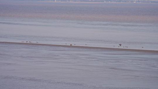 一群动物在海岸边游泳