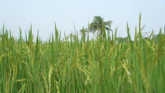 农田 水稻稻田 稻穗 水稻丰收 水稻生长