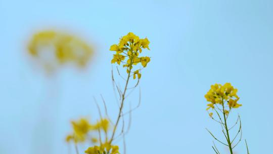 4K实拍晴朗的天空下绽放盛开的油菜花田特写