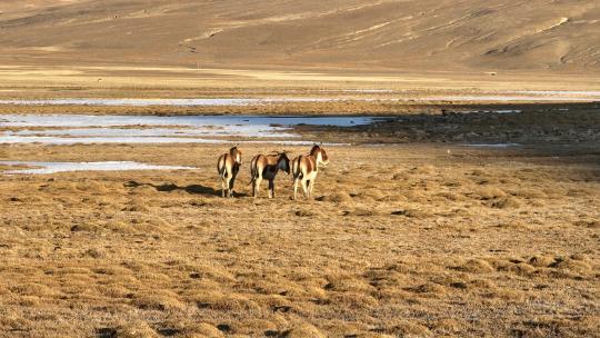 藏野驴，西藏野生动物视频素材模板下载