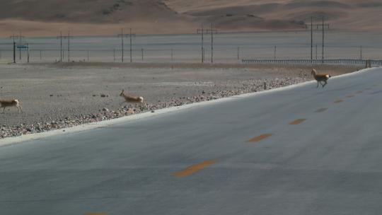 西藏旅游风光317国道过路藏羚羊黄羊