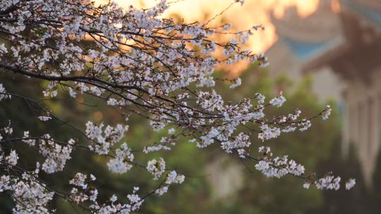 春天花季武汉街景盛开的樱花