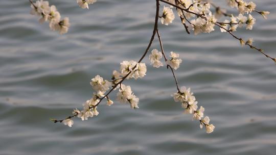 春天湖边盛开的山桃花