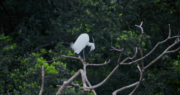 白鹭 鸟类大自然湿地生态鸟类飞翔栖息环境