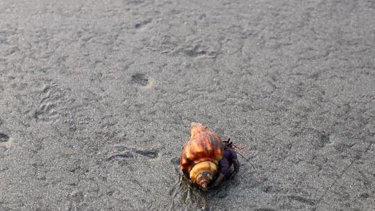 一只寄居蟹在海边行走