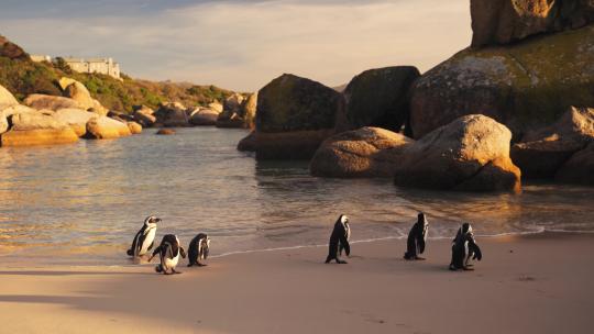 企鹅 企鹅沙滩 小企鹅 生态