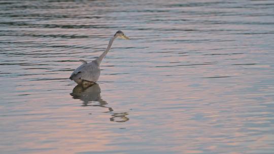 苍鹭垂钓，捉鱼垂钓，美丽倒映平静湖面的夕阳，鸟匈奴