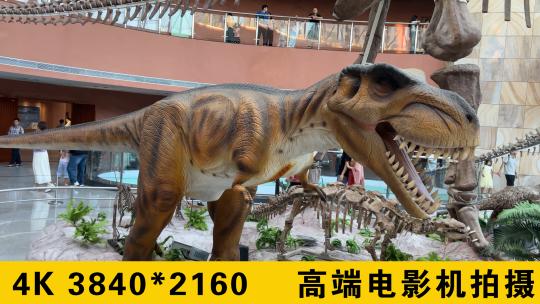恐龙博物馆视频素材模板下载