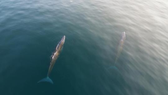 布氏鲸在水面游动换气 多片段合集