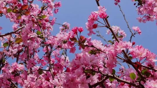 春天盛开的海棠花合集视频素材模板下载
