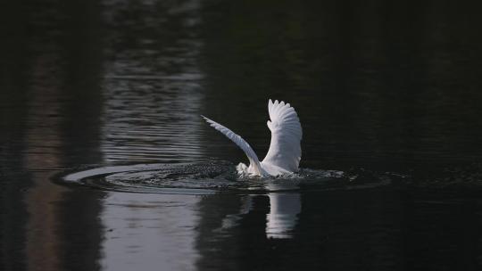 白鹭、飞翔、仙鹤