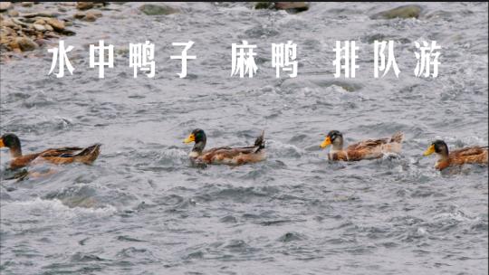 水中鸭子 麻鸭 排队游 4KV-log视频素材模板下载