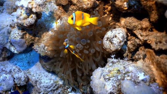 小丑鱼在海葵之间游泳。埃及红海水肺潜水。Amphiprion clarkii