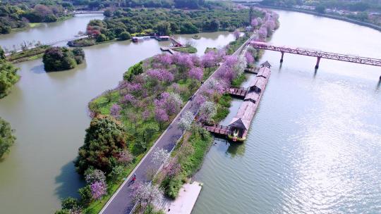 广州海珠湿地公园三月紫荆花长廊航拍4K视频