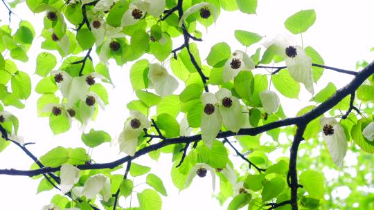 珙桐树-鸽子花