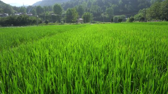 夏季江南的稻田