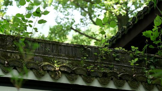 杭州虎跑古建筑屋檐顶上长着绿色青苔小草