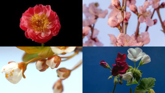 【合集】粉红色的花朵盛开 桃花 白色花