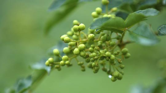 花椒树 绿色花椒