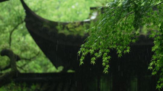 杭州虎跑下雨天古建筑前雨水打在绿色叶子上