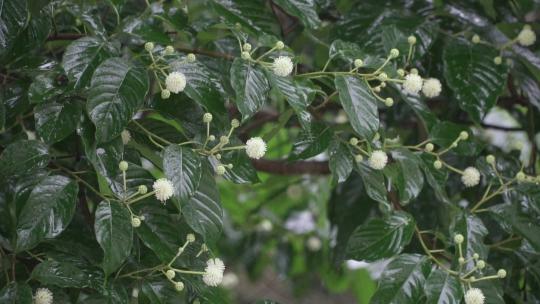 大雨落在树叶上升格镜头空境，分辨率1080P