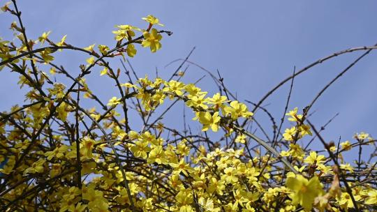 春天盛开的黄色迎春花随风摇曳慢镜头