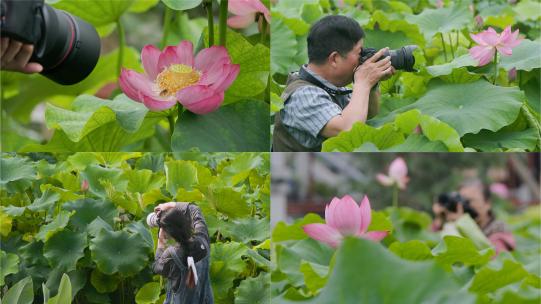 莲花园盛景：摄影师的打卡圣地高清在线视频素材下载