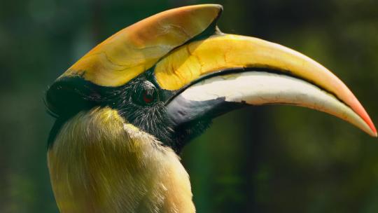热带雨林里的巨嘴鸟4K