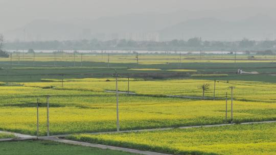 富阳美丽乡村油菜花花田