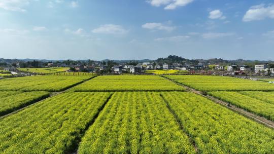 重庆潼南油菜花航拍