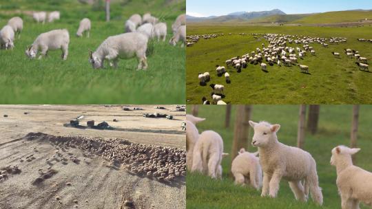 [合集]羊群吃草大草原羊群奔跑