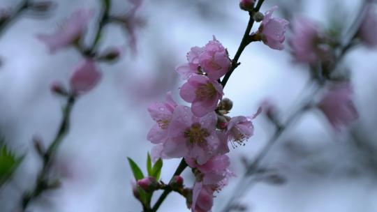 桃花桃花林桃花源