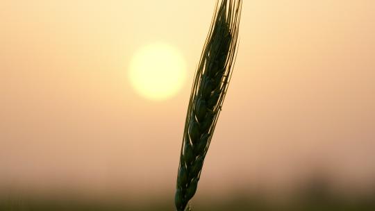 夕阳下的小麦逆光剪影实拍空镜