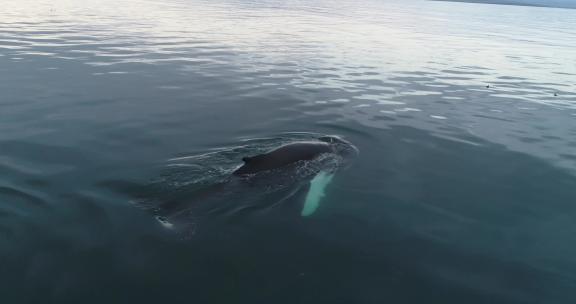 鲸鱼在清澈的蓝色海水中游泳