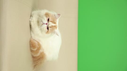 加菲猫 抚摸 逗猫 绿幕
